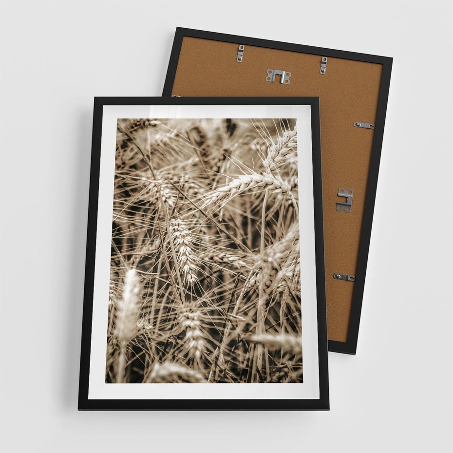 Plakat w ramie 50x70 - Zbliżenie na Kłosy Zboża - zboża, kłosy zboża - rama czarna