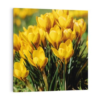 Obraz na płótnie 50x50 - Kwiatowe uniesienia natury - kwiat, kwiaty