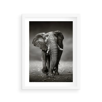 Plakat w ramie 50x70 - Majestatyczny słoń Afryki - słoń, Afryka - rama biała