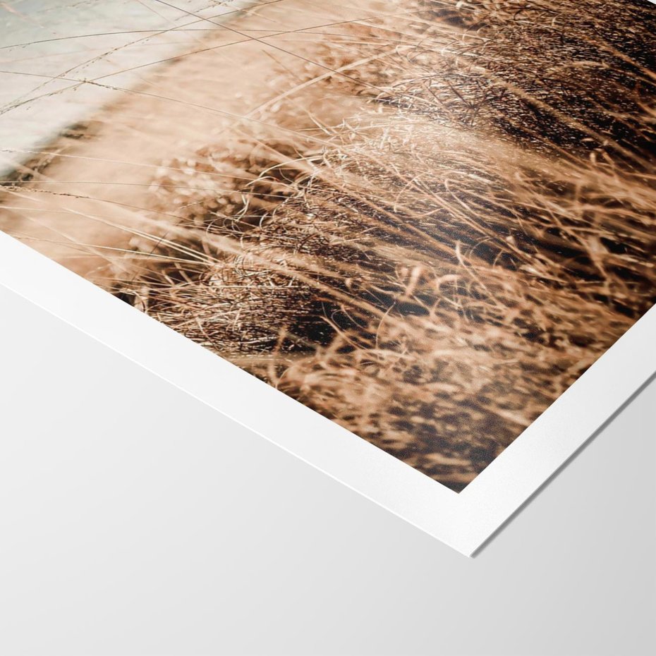 Plakat bez ramy 50x70 - Sucha Trawa w Odcieniach Sepii - suche trawy, łąka odcienie beżu