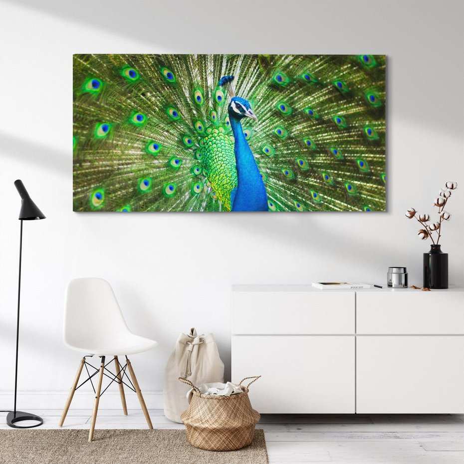 Obraz na płótnie 140x70 - Wspaniałość pawich piór - paw, pióra