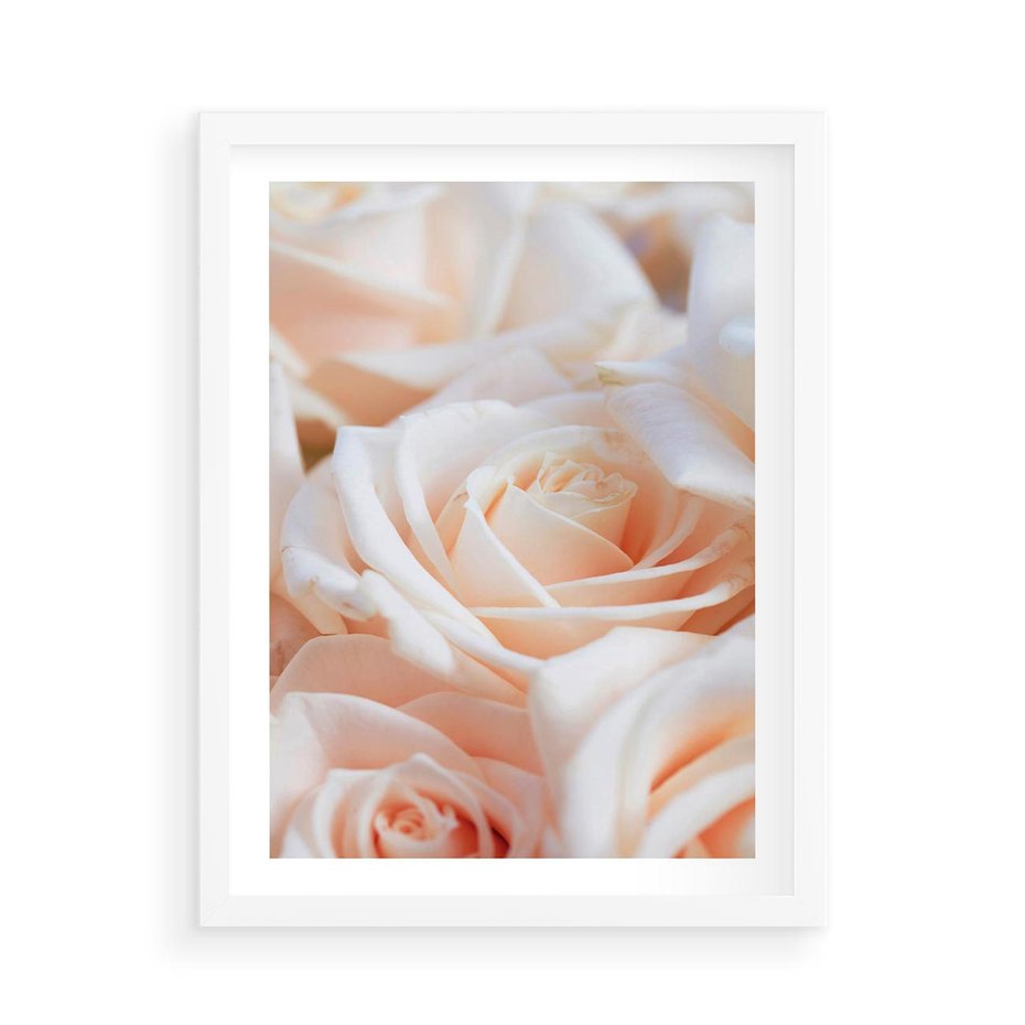 Plakat w ramie 50x70 - Aromatyczna Piękność - płatki herbacianej róży, kwiaty - rama biała