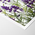 Plakat bez ramy 21x30 - Fioletowa harmonia lawendy - lawenda, fiolet
