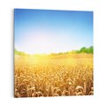 Obraz na płótnie 60x60 - Żyzne Pola - pole, pszenicy