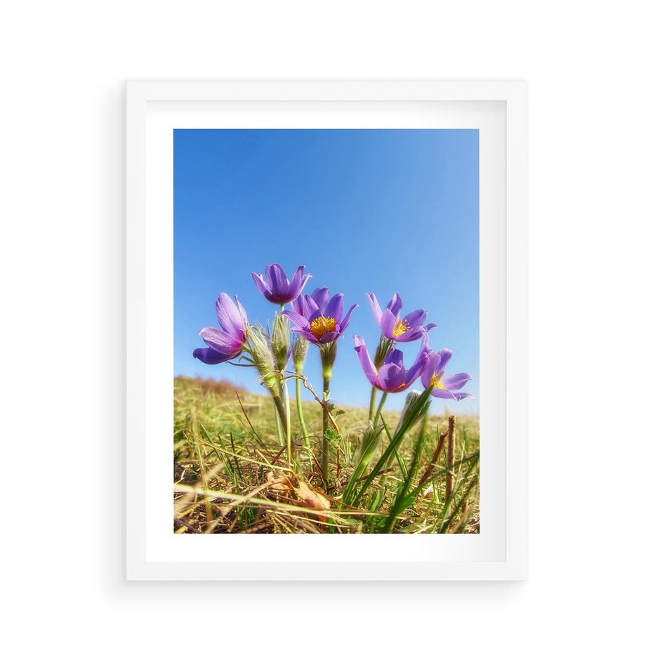 Plakat w ramie 40x50 - Kwiatowa siła łąki - kwiaty, łąka - rama biała