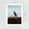 Plakat bez ramy 30x40 - Portret Ptaka Morskiego - maskonur, ptak