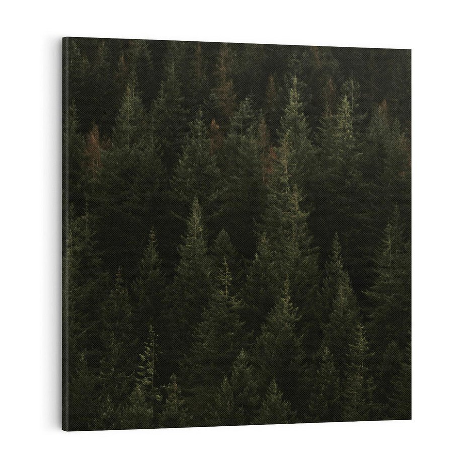 Obraz na płótnie 70x70 - Ciemny las iglasty - las, iglasty