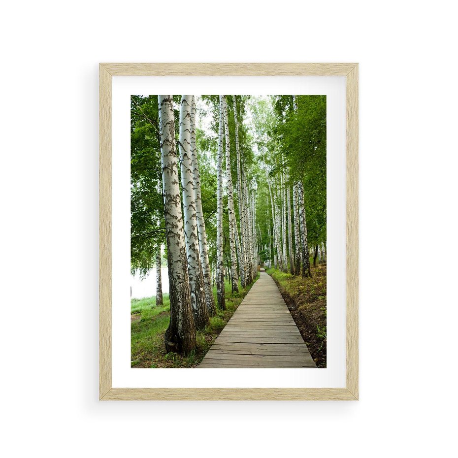 Plakat w ramie 30x40 - Spacer ścieżką przez brzozowy las - las, ścieżka - rama drewno