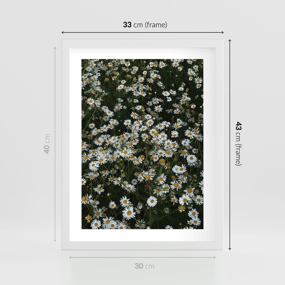 Plakat w ramie 30x40 - Stokrotkowa Idylla na Łące - łąka, stokrotki - rama biała