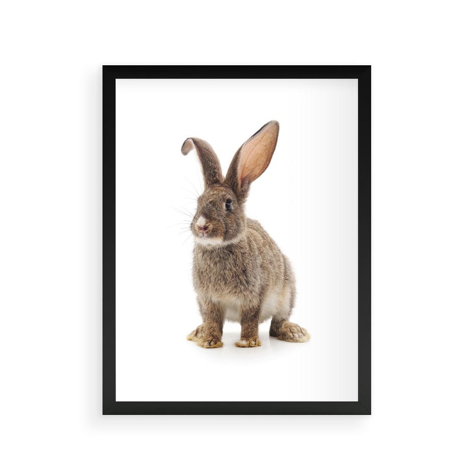 Plakat w ramie 30x40 - Delikatna Zwierzęca Uroda - królik, zwierzę - rama czarna