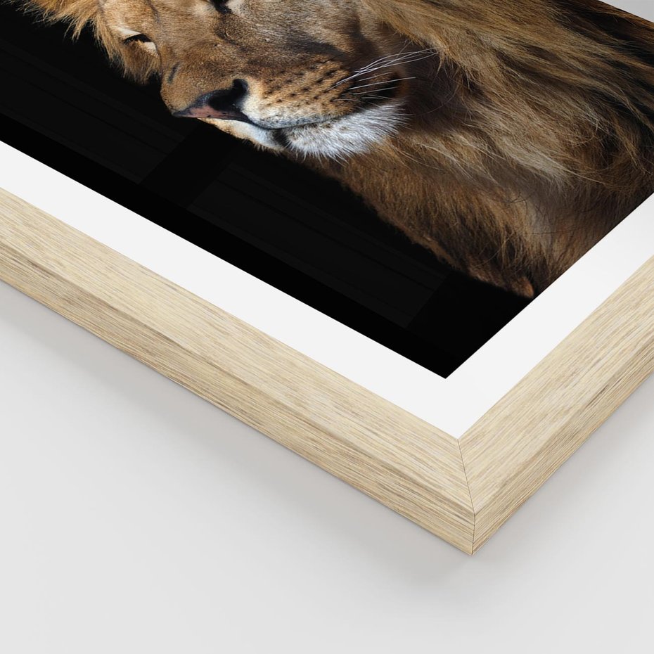 Plakat w ramie 30x40 - Władca Dzikiej Przyrody - lew, król - rama drewno