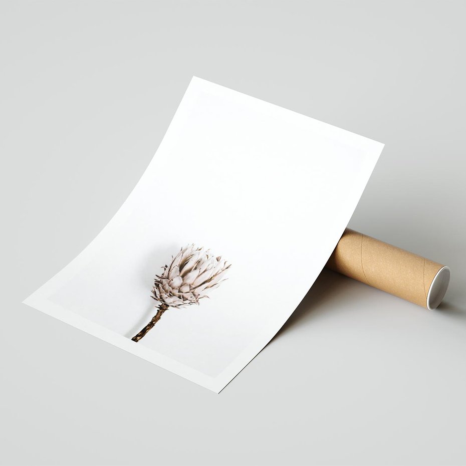 Plakat bez ramy 40x50 - Suszona Roślina na Białym Tle - minimalizm, suszona roślina