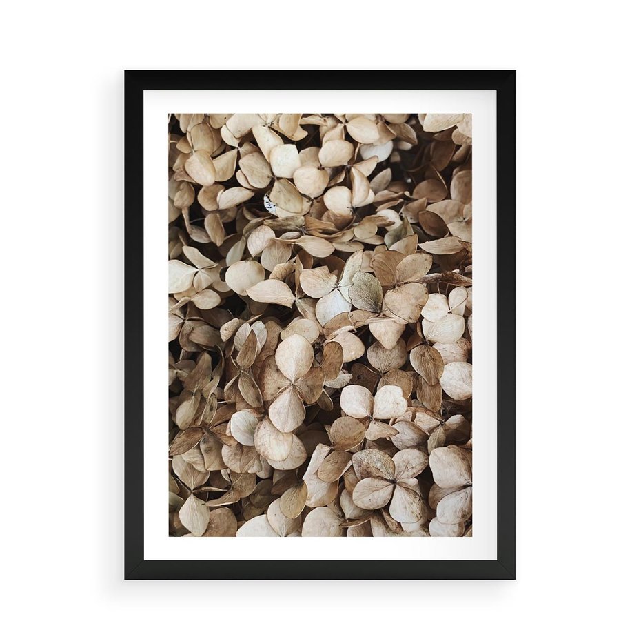 Plakat w ramie 50x70 - Delikatność Hortensji: Kompozycja Kwiatów w Beżu - hortensja, odcienie beżu - rama czarna