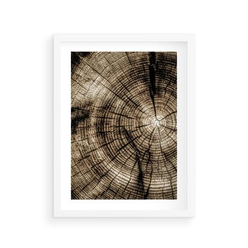 Plakat w ramie 30x40 - Natura Pod Lupą - pień drzewa, przekrój - rama biała