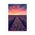 Plakat bez ramy 40x50 - Różowe Niebo nad Polami - pola lawendy, zachód słońca