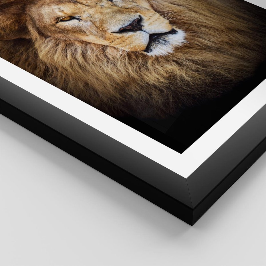 Plakat w ramie 30x40 - Król zwierząt w majestatycznym stylu - lew, król - rama czarna