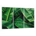 Obraz na płótnie 120x80 - Zaklęta roślinna ekspresja - liście bananowca, gęsto ułożone