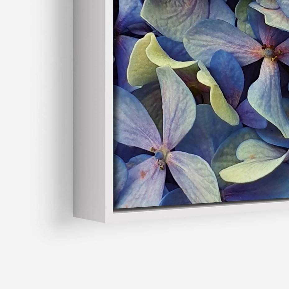 Obraz w ramie 50x50 - Hortensja - delikatność kwiatów - hortensja, kwiaty - rama biała