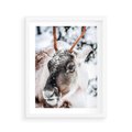 Plakat w ramie 40x50 - Renifer w Zimowej Krainie - renifer, zima - rama biała