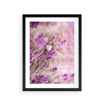 Plakat w ramie 30x40 - Majestat lawendy: fioletowe pola - lawenda, fiolet - rama czarna