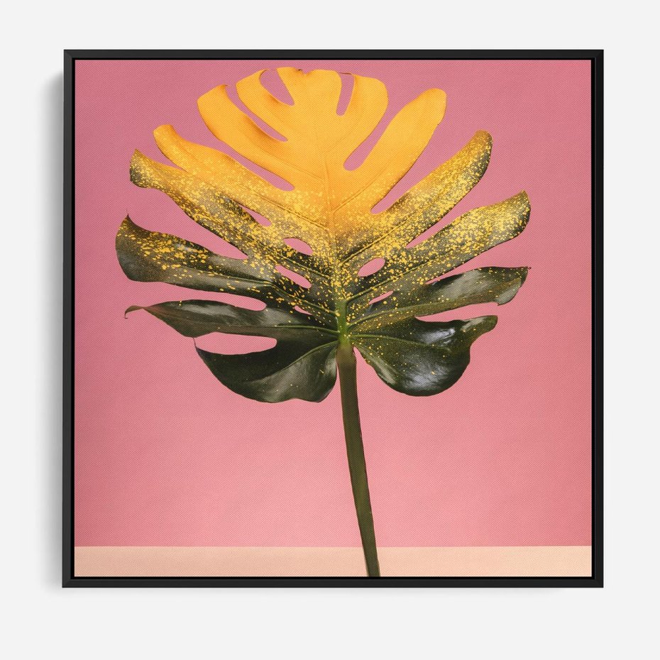 Obraz w ramie 50x50 - Majestatyczna monstera - monstera, liść - rama czarna