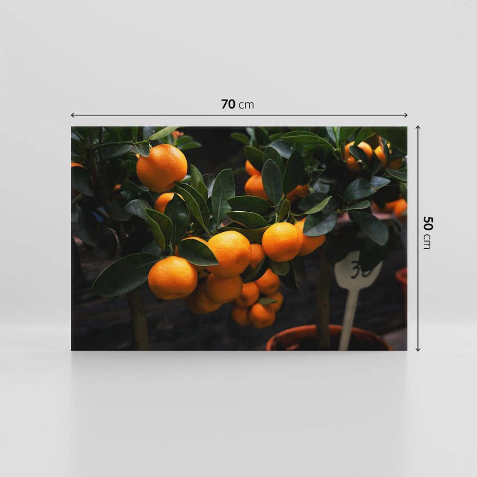 Obraz na płótnie 70x50 - Mandarynki Drzewko Urodzaju - mandarynki, drzewko