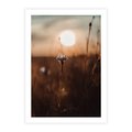 Plakat bez ramy 21x30 - Spokój łąki pod zachodem słońca - zachód, słońca