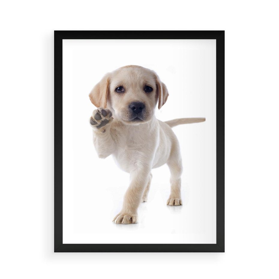 Plakat w ramie 50x70 - Szczeniak pełen radości - piesek, szczeniak - rama czarna