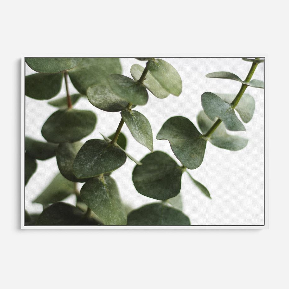 Obraz w ramie 70x50 - Zielone eukaliptusy - eukaliptus, liście - rama biała
