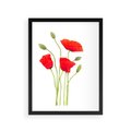 Plakat w ramie 30x40 - Pola maków w pełnym kolorze - maki, kwiaty - rama czarna