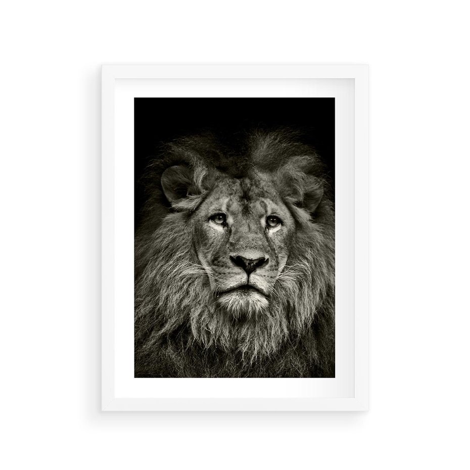 Plakat w ramie 30x40 - Moc lewego spojrzenia - lew, czarno - rama biała