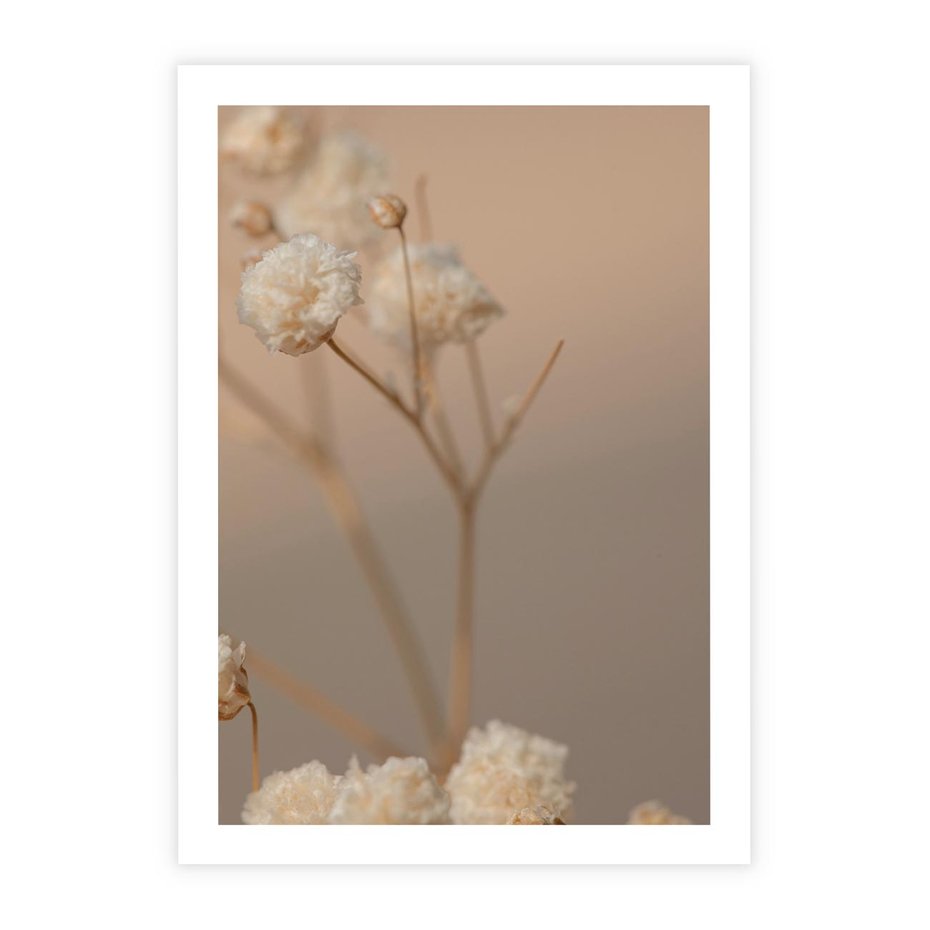 Plakat bez ramy 21x30 - Subtelna gipsówka - gipsówka, suche