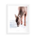 Plakat w ramie 50x70 - Sarna w Zimowym Raju - sarna, na śniegu - rama biała