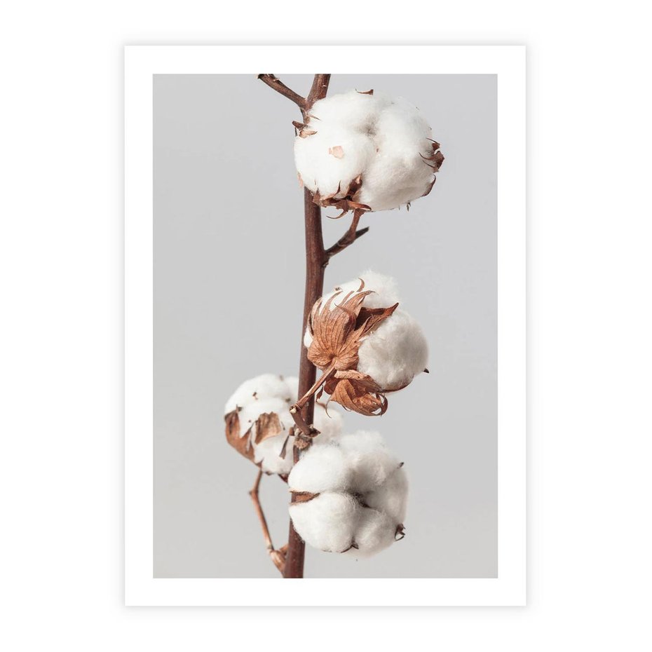 Plakat bez ramy 21x30 - Spokojna Gałązka Bawełny - gałązka bawełny, prosta spokojna fotografia
