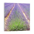 Obraz na płótnie 30x30 - Lawendowy kwiat - lawenda, kwiat