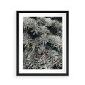 Plakat w ramie 40x50 - Zima na Gałęziach - sosnowe gałęzie, igły - rama czarna