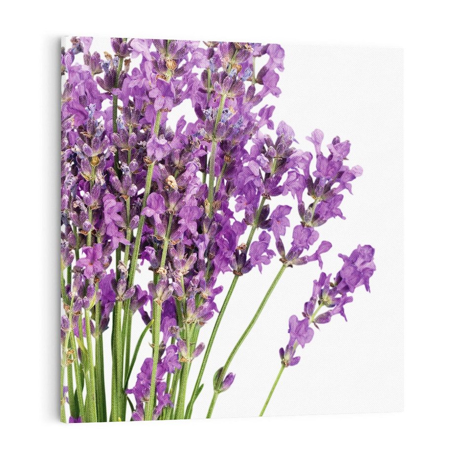 Obraz na płótnie 50x50 - Pola lawendy w pełnym rozkwicie - lawenda, kwiaty