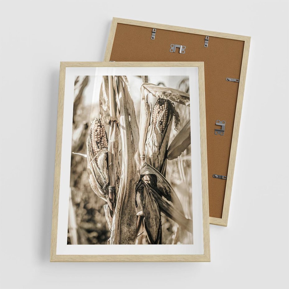 Plakat w ramie 50x70 - Retro Pole Kukurydzy - retro zdjęcie, sepia - rama drewno
