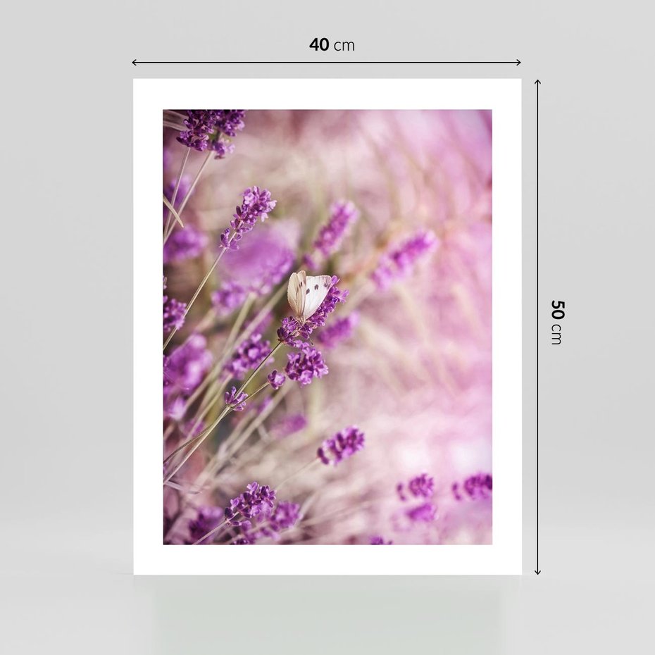 Plakat bez ramy 40x50 - Majestat lawendy: fioletowe pola - lawenda, fiolet