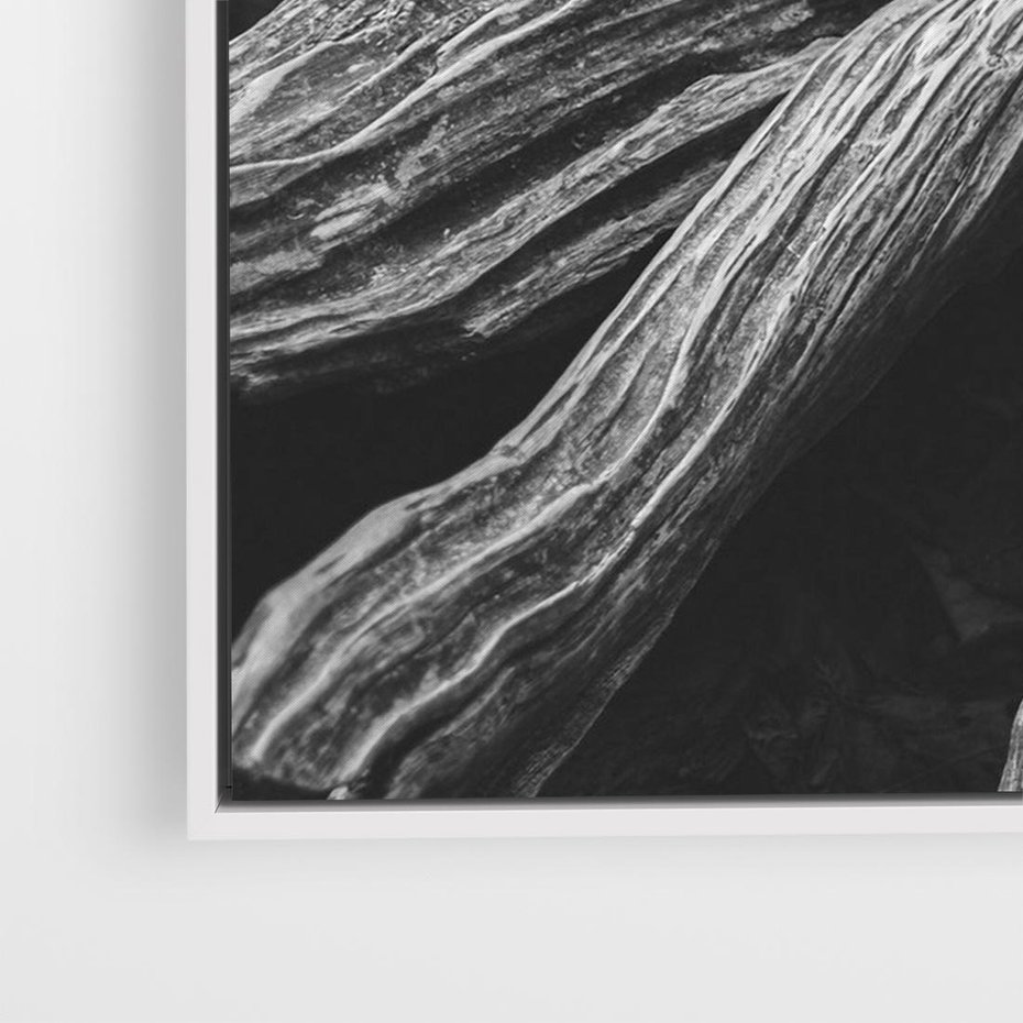 Obraz w ramie 70x50 - Siła Natury - czarno biała fotografia, korzenie wielkiego drzewa - rama biała