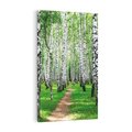 Obraz na płótnie 80x120 - Bajkowy las pełen brzóz - las, brzozy