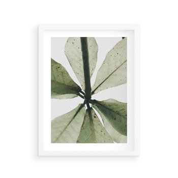 Plakat w ramie 40x50 - Jasna Zieleń w Makro - makro zdjęcie liści, jasna zieleń - rama biała