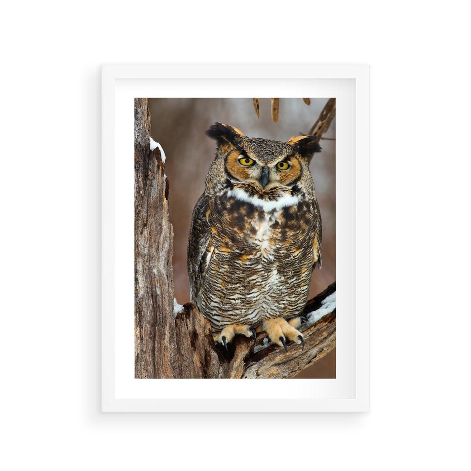 Plakat w ramie 30x40 - Tajemniczy Stróż - sowa, las - rama biała