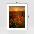 Plakat bez ramy 30x40 - Maki przy zachodzie słońca - maki, zachód