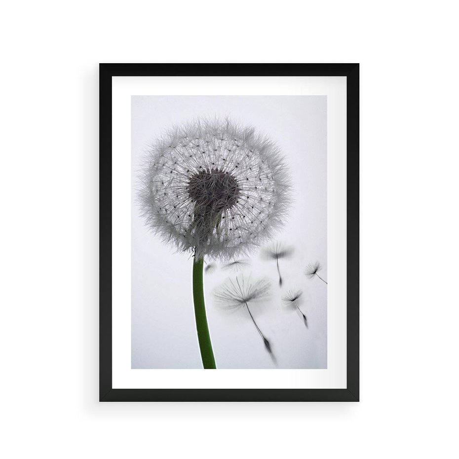 Plakat w ramie 30x40 - Lekkość Przemijania - dmuchawiec, makro - rama czarna