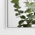 Obraz w ramie 70x100 - Żywa eukaliptusowa zieleń - eukaliptus, zielone - rama biała