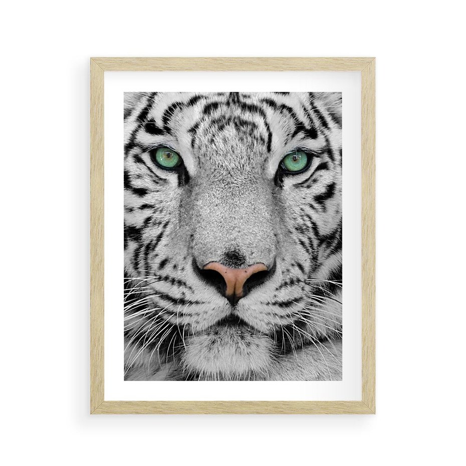 Plakat w ramie 40x50 - Magia Białego Tygrysa - biały, tygrys - rama drewno