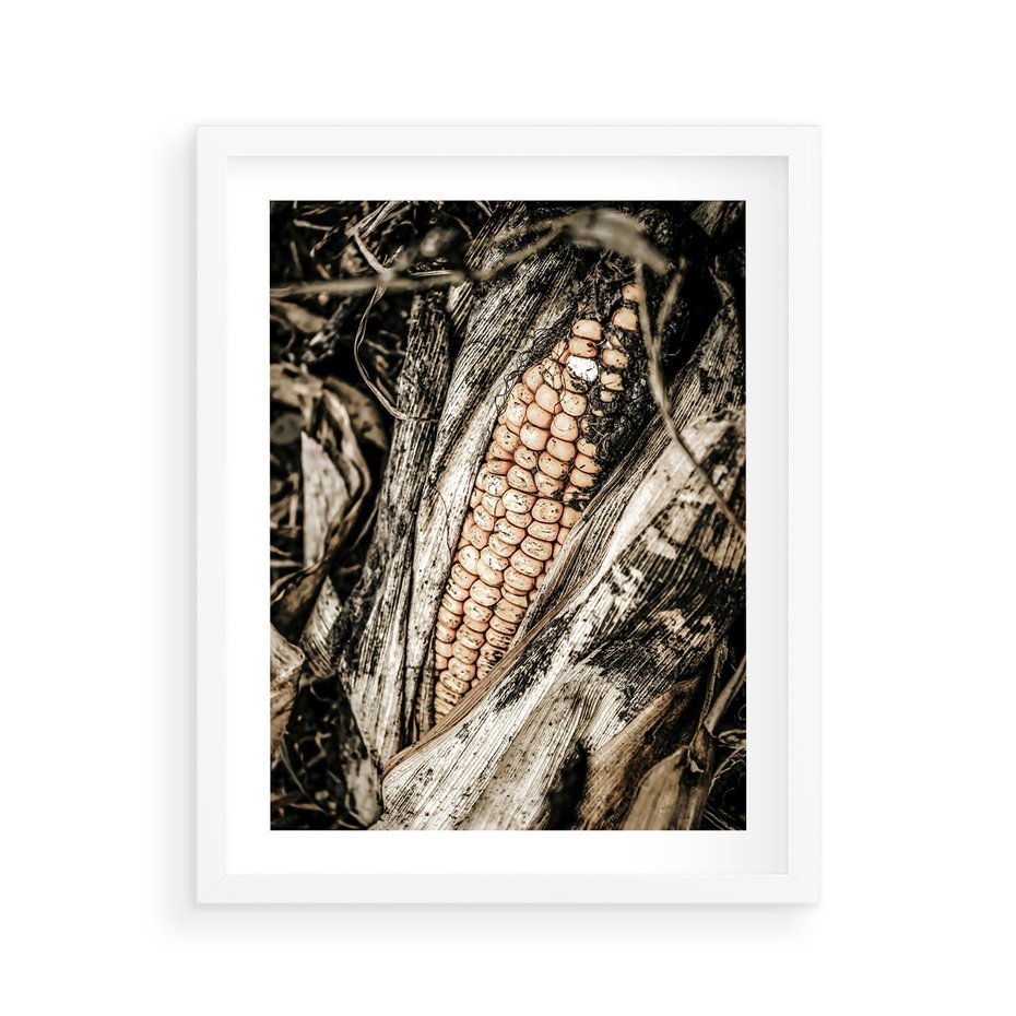 Plakat w ramie 40x50 - Kukurydza w Jesiennej Scenie - kukurydza, jesień - rama biała