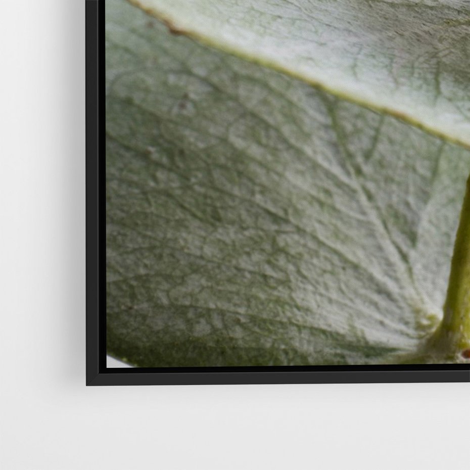 Obraz w ramie 70x100 - Eukaliptusowa zieleń - eukaliptus, zielone - rama czarna