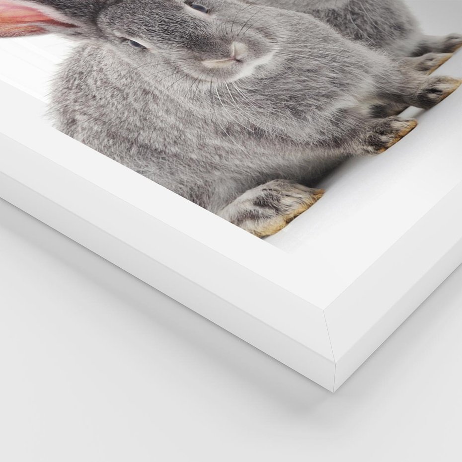 Plakat w ramie 30x40 - Uroczy królik wśród natury - królik, zając - rama biała